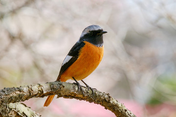 ジョウビタキ（尉鶲）のオス