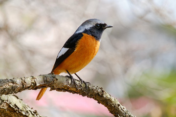 ジョウビタキ（尉鶲）のオス