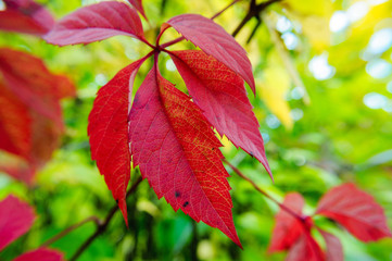 Red leaves of wild grapes in the autumn garden.