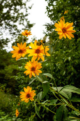 Obraz premium .Closeup yellow marguerite flowers in a green field blackground