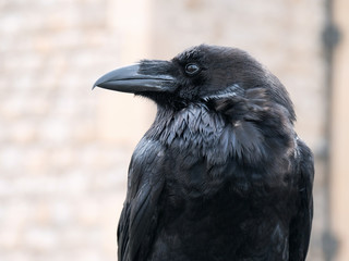 Close up black raven on fence of tower of London.