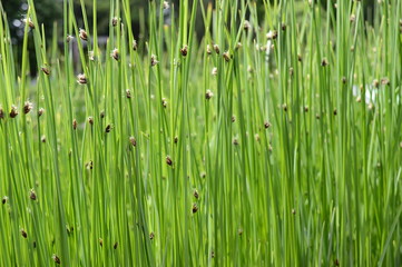 Closeup Schoenoplectus tabernaemontani commonly known as Scirpus validus with blurred background in damp area - obrazy, fototapety, plakaty