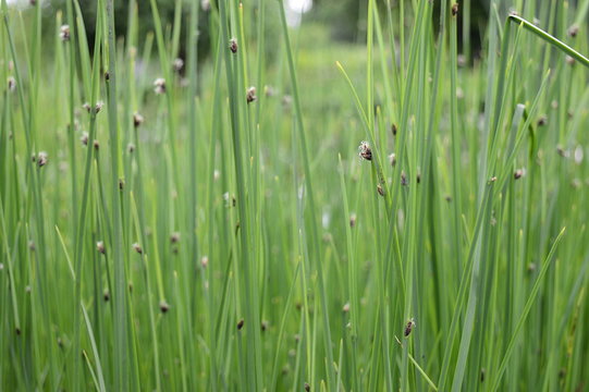 Closeup Schoenoplectus tabernaemontani commonly known as Scirpus validus with blurred background in damp area