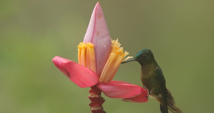 Hummingbird fight, Velvet-purple Coronet, Boissonneaua jardini, dark blue and black bird sitting on pink palm bloom in the tropical forest, beautiful glossy and glittering bird in nature, Ecuador.