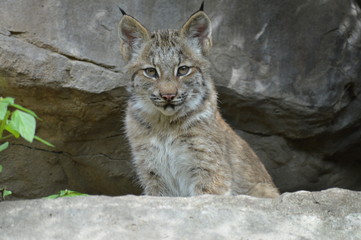 A young lynx in the outdoors