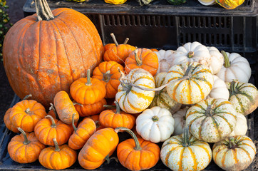 Large and small pumpkin display