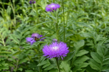 Closeup Centaurea dealbata known as whitewash cornflower with lburred background in garden