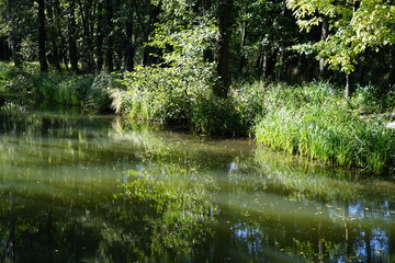 Wilde, sonnige Flusslandschaft im Spreewald
