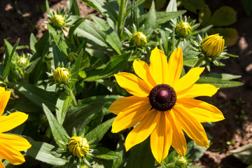 Rudbeckia yellow flower on a flowerbed in the garden. Selective focus.