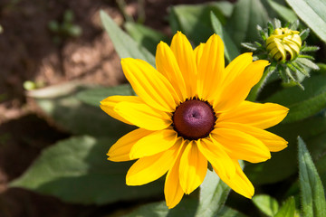 Rudbeckia yellow flower on a flowerbed in the garden. Selective focus.