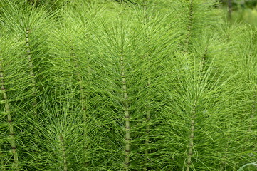 Closeup Equisetum telmateia known as great horsetail with blurred background in garden - obrazy, fototapety, plakaty