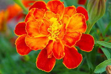 Marigold flowers. Top view. Close-up. Background. Scenery.