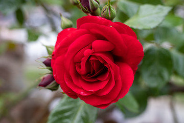 red rose