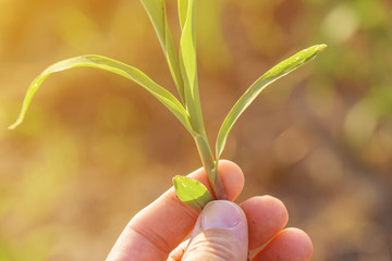 Farmer examining sorghum sprouts in field