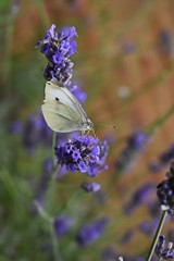 Farfalla GREEN-VEINED WHITE