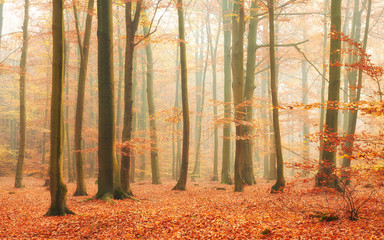 Fototapeta premium Autumn in old beech forest