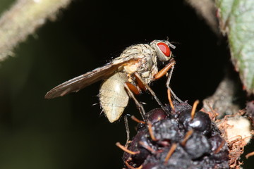 fly up close with dark background