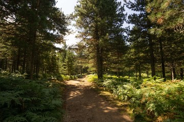 Fototapeta premium Chemin dans la forêt ensoleillée entre les pins en Corse