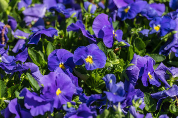 Close up of purple viola flowers on a sunny day at the Carnival of Flowers in Toowoomba, Queensland, Australia.