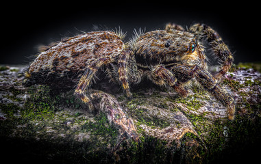 Photo stack of a jumping spider (Marpissa muscosa) from the side