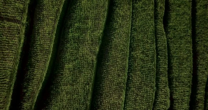 Aerial Drone View of Jatiluwih Bali rice fields and patties (UNESCO World Heritage) in 4k on a bright sunny day in Indonesia