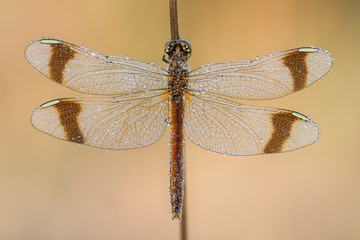 dragonfly covered in dew