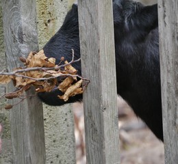 Ziege frisst vertrockene Blätter