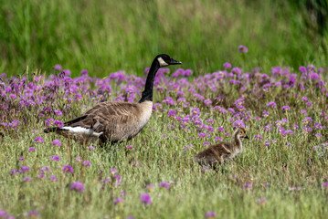 Canada Goose In A Wild Onion Field.