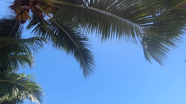 Looking up into a palm tree with space for text on a blue sunny day on a tropical beach