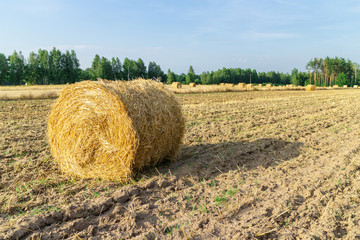 Gold straw bales in stubble field. - 291597687