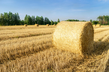 Gold straw bales in stubble field. - 291597803