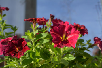 Fototapeta na wymiar Bright petunia flowers in sunny spring day. Bright garden on the balcony.