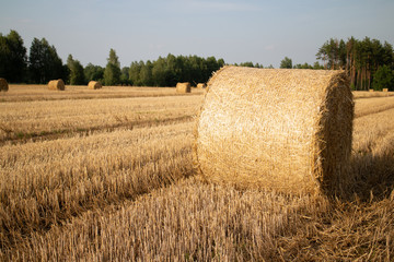 Gold straw bales in stubble field. - 291597875