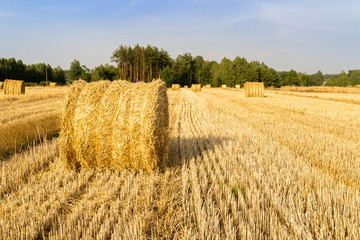 Gold straw bales in stubble field. - 291598036