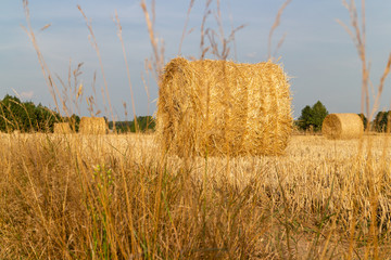 Gold straw bales in stubble field. - 291598052