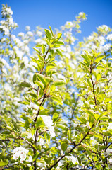 Photo of a beautiful pear blossom. Selective focus.