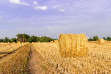 Straw bales in stubble field next to dirt road. - 291598242