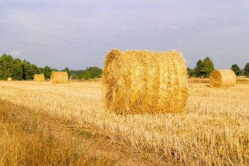 bales of straw in a field - 291598255