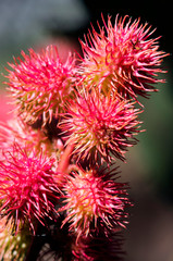 Castor oil plant in the garden. Selective focus.
