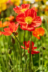 Close up of an orange poppy flower with colourful flowers and green vegetation blurred out in the background at the Carnival of Flowers in Toowoomba, Queensland, Australia.