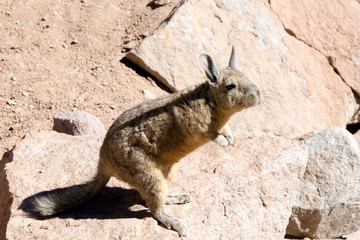 A green rabbit photo in Boliva