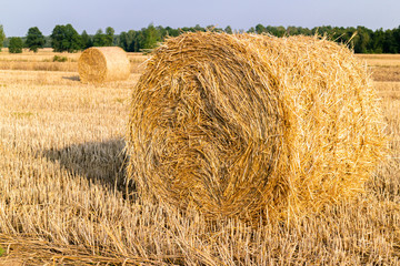 bales of hay - 291598675