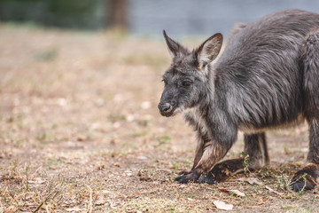 Wallaby grazing on land
