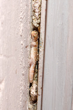 Europ&auml;ischer Halbfinger (Hemidactylus turcicus) an einer Hauswand in Griechenland- Turkish geck in Greece