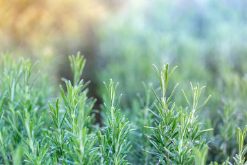 Rosemary plant, nature and gardening backgrounds