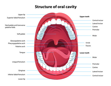 Structure of oral cavity. Human mouth anatomy