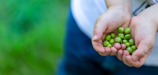 Beans and peas crop, nature concepts
