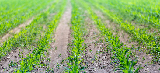 Peas field, nature and agriculture concepts