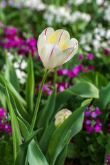 Close up of white tulip with purple highlights with the colourful flowers and green vegetation blurred out in the background at the Carnival of Flowers in Toowoomba, Queensland, Australia.