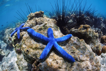 Two blue sea stars lie on the bottom of the sea among sea urchins.